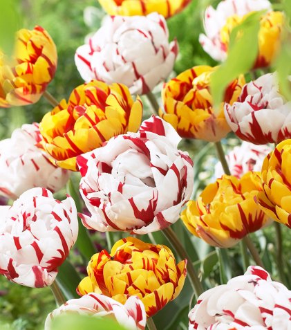 Tulip-Carnaval-De-Nice-and-Golden-Nizza_