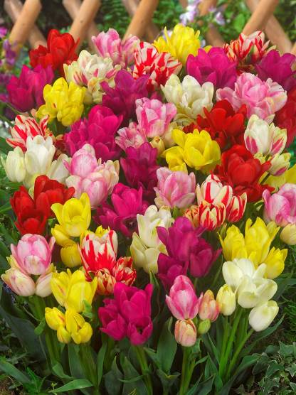 Tulipa-Multiflowering-Mixed-FA-12-0804