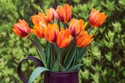 Tulipa-'Princess-Irene'2