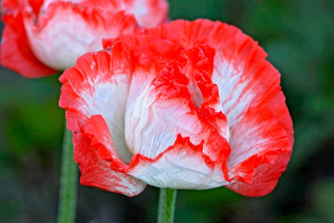 20 Captivating Facts About Oriental Poppy 